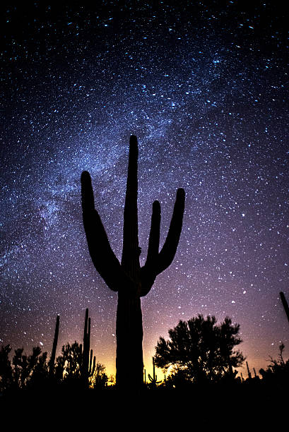 Saguaro Stars stock photo