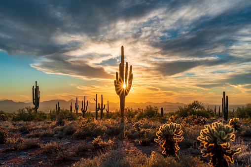 Silhouette of saguaro cacti during golden hour shoot from McDowell sonoran conservancy in scottsdale, az