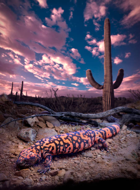 Saguaro with Gila Monster Gila Monster, Clouds, Sky and Saguaro Cactus gila monster stock pictures, royalty-free photos & images