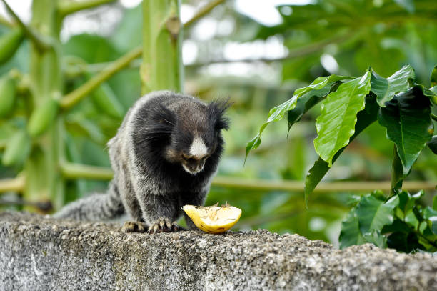 Sagui Monkey eating and staring stock photo