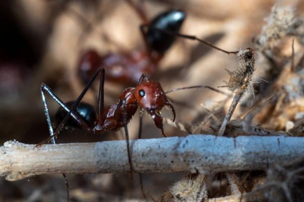 Sahara Desert Ants (Cataglyphis nodus) macrophotography busily working, United Arab Emirates. Teamwork hardwork, and resourcefulness concepts. stock photo