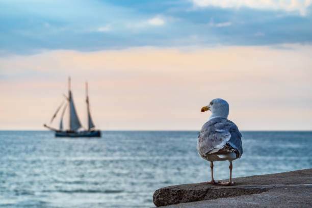 Sailing ship and seagull on the Baltic Sea in Warnemuende, Germany stock photo