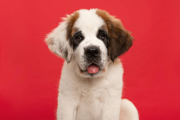 Saint Bernard puppy dog portrait looking at the camera, on a red background with its tongue sticking out stock photo