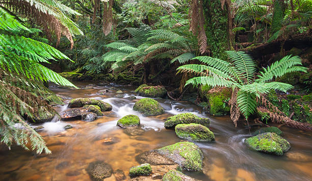 Saint Columba Falls Creek "A tranquil creek winding its way through the rainforest near Saint Columba Falls.  Saint Columba Falls is Tasmania's largest waterfall, located in the northeastern section of Australia's only island state." launceston australia stock pictures, royalty-free photos & images