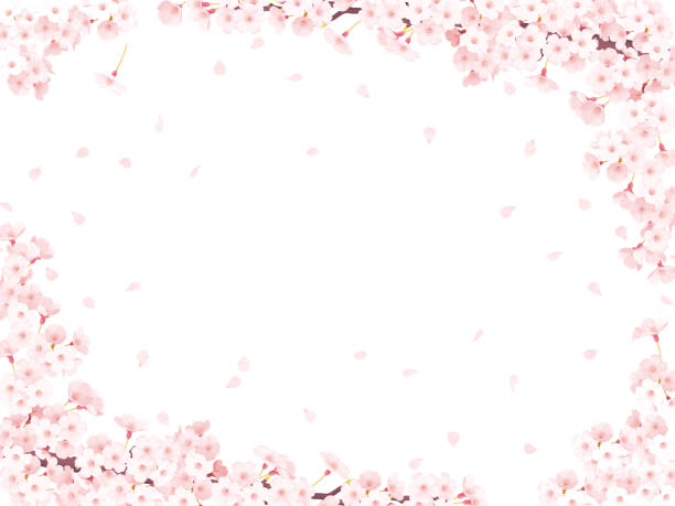 さくら、桜の花のフレーム - 桜 ストックフォトと画像