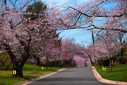 Sakura Cherry Blossom on the street in Maryland, USA in the springtime