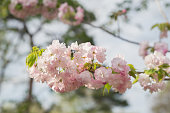 さくら桜の木日本支社カラフルです