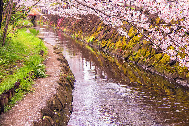 "Sakura" Cherry Blossoms at the riverside stock photo