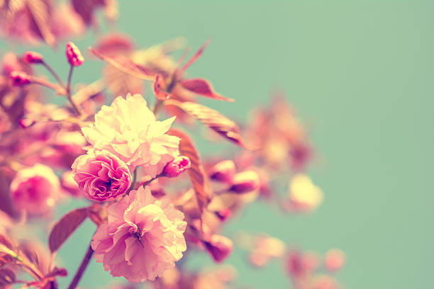 Sakura flower cherry blossom. Sakura flower cherry blossom. Greeting card background. Vintage soft toned effect cherry blossom photos stock pictures, royalty-free photos & images