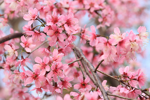 Sakura Flower or Cherry Blossom stock photo