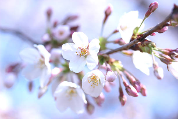 sakura (someiyoshino) - bloesem stockfoto's en -beelden