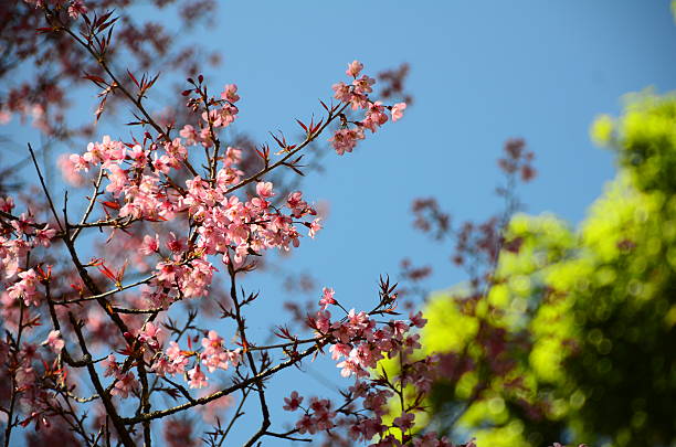 Sakura stock photo