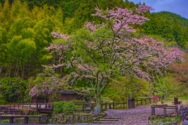 A Sakura tree in full-bloom, between Tsumago and Magome, Japan stock photo