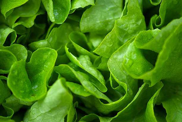 salad background fresh salad background lettuce stock pictures, royalty-free photos & images