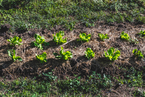 Salad in biodynamic garden with mulch stock photo