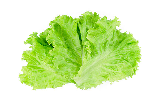 Salad leaf. Lettuce isolated on white background. Salad leaf. Lettuce isolated on white background. lettuce stock pictures, royalty-free photos & images