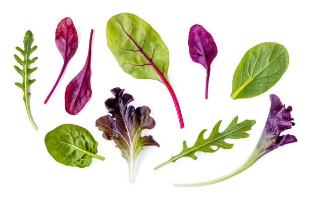 collezione foglie di insalata. foglie di insalata mista isolate con spinaci, bietola, lattuga, rucola su sfondo bianco. laici piatti - insalata foto e immagini stock