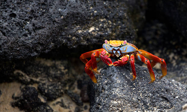 Sally lightfoot crab Closeup of a Sally lightfoot crab taken on Galapagos islands eco tourism stock pictures, royalty-free photos & images