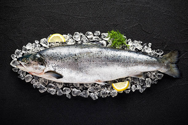 Salmon fish and ingredients on ice on a black table stock photo
