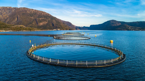 Salmon fish farm. Hordaland, Norway. stock photo