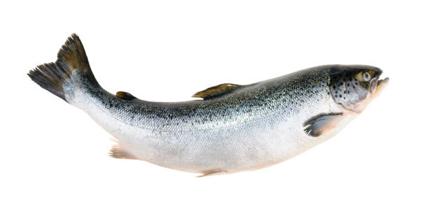 saumon poisson isolé sur blanc sans ombre - poisson photos et images de collection