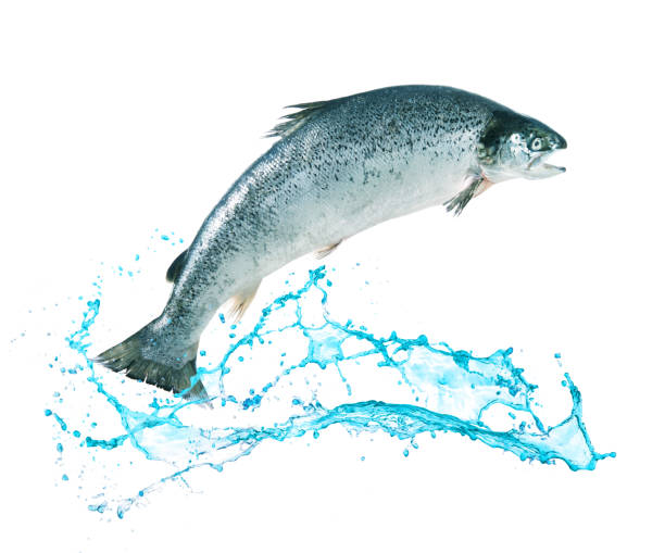 Best Trout Jumping Stock Photos, Pictures & Royalty-Free Images - iStock