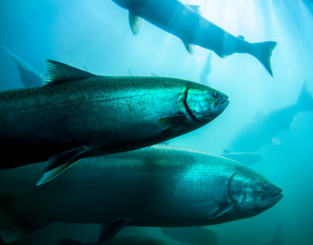 Salmon migration underwater. stock photo