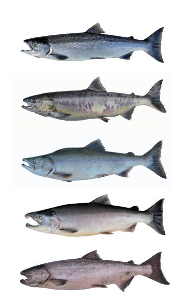 Salmon of Alaska, USA stock photo