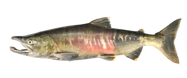 Salmon, Oncorhynchus keta, Alaska stock photo