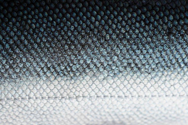 Salmon scales with blue and white coho salmon scale close-up animal scale photos stock pictures, royalty-free photos & images