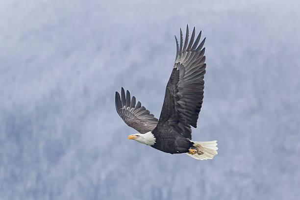 Salmon to the Trees Salmon to the Trees - A bald eagle snatches and carries a piece of salmon from the shores of the Chilkat river to the protection of the nearby trees where it can avoid challenges from other eagles. Haines, Alaska. bird of prey stock pictures, royalty-free photos & images
