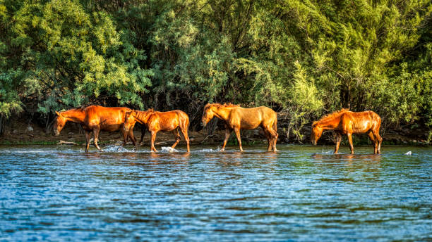 Salt River Wild Horses stock photo