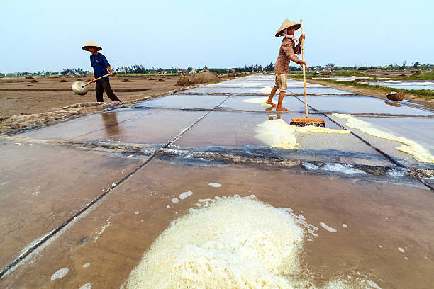 Salt workers working on their salt farm in Nam Dinh, Vietnam
