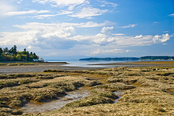 Saltwater Marsh and Puget Sound Wetlands are an important ecosystem that are permanently or seasonally dominated by water. The primary factor that distinguishes wetlands from other bodies of water is the characteristic presence of aquatic plants adapted to the unique environment. Wetlands play an important role in the environment, including water purification, water storage, processing of carbon and other nutrients and stabilization of shorelines. Wetlands are also home to a wide variety of plant and animal life. This wetland was photographed at the Nisqually National Wildlife Refuge near Olympia, Washington State, USA. jeff goulden seascape stock pictures, royalty-free photos & images
