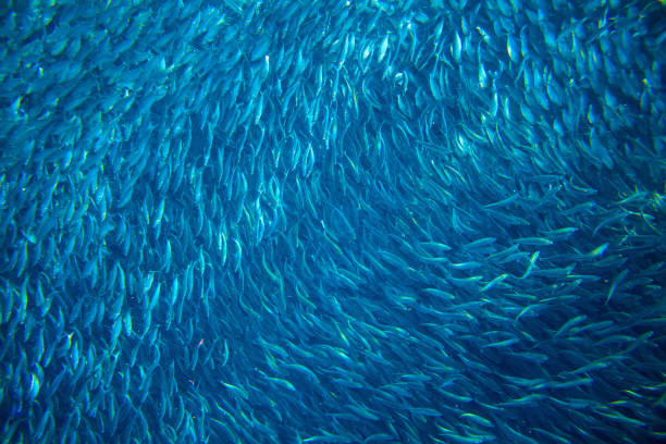 Saltwater sardine colony in ocean. Massive fish school undersea photo. stock photo