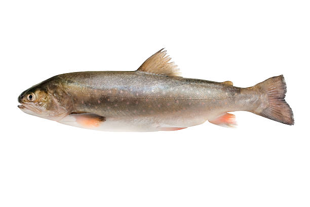 Salvelinus  brook trout stock pictures, royalty-free photos & images