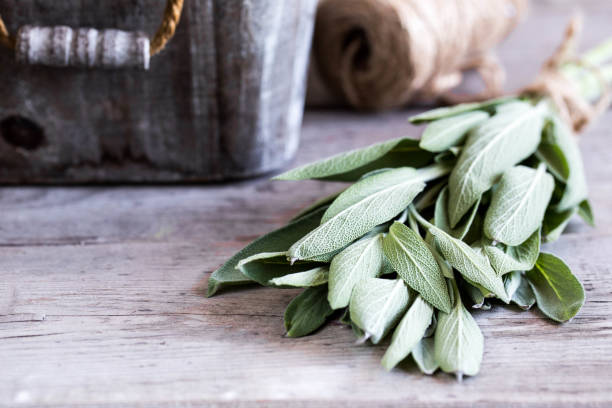 Salvia officinalis. bunch of fresh Sage leaves on old wooden table. Garden sage. Salvia officinalis. bunch of fresh Sage leaves on old wooden table. Garden sage. sage stock pictures, royalty-free photos & images