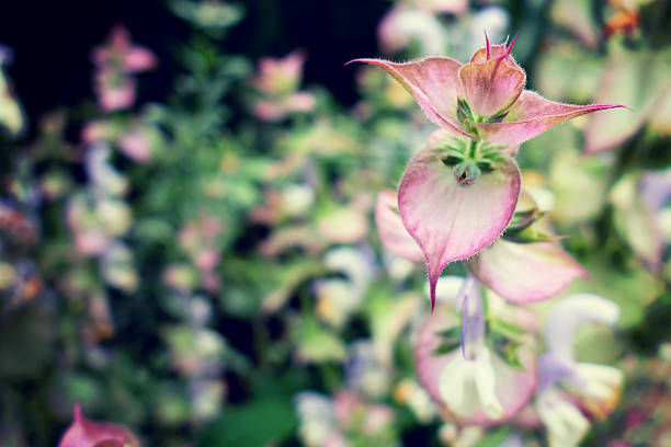 Salvia sclarea - clary sage stock photo