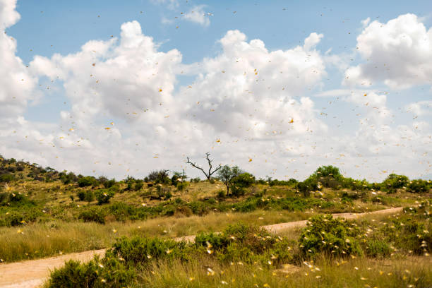 Samburu landscape viewed through swarm of invasive, destructive Desert Locusts. stock photo