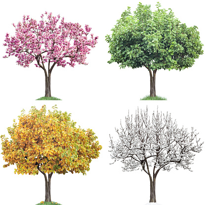Same tree in four seasons isolated on white. Magnolia with pink flowers, green leaves, autumn leaves, snow on brenches. Very large file.