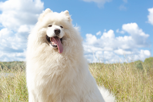 Samoyed. A white big fluffy dog in the park.