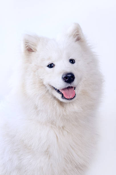 Samoyed dog portrait stock photo