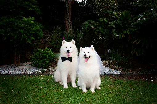 Samoyed Life Wedding Day For This Samoyed Couple Stock Photo - Download Image Now - iStock
