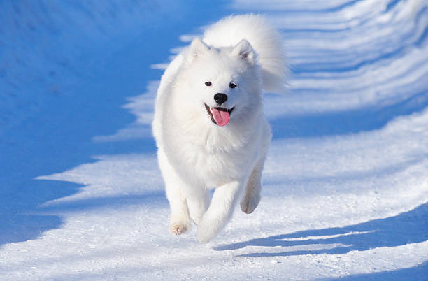 12,409 Samoyed Stock Photos, Pictures &amp; Royalty-Free Images - iStock
