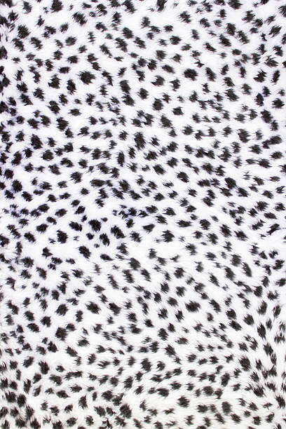 A sample of black and white leopard fur stock photo