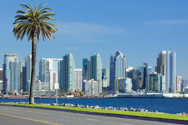 San Diego Skyline + Palm Tree stock photo