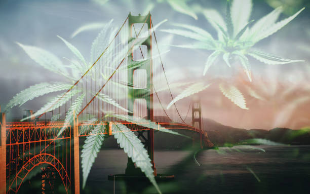 San Francisco Cannabis Art With Golden Gate Bridge & Marijuana leaves High Quality stock photo