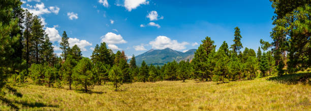 San Francisco Peaks Flagstaff is surrounded by the 1.8 million-acre Coconino National Forest, one of the largest national forests in the country. This national forest has a diversity of habitat ranging from desert to mountain peaks. It is also home to the largest contiguous Ponderosa Pine forest in North America. Interspersed among the pines are vast meadows of grasses and seasonal wildflowers. This grassy meadow ringed by Ponderosa Pines was photographed from the Sunset Trail located in the Mount Elden Dry Lake Hills north of Flagstaff, Arizona, USA. ponderosa pine tree stock pictures, royalty-free photos & images