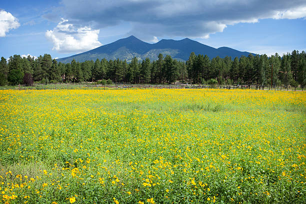 San Francisco Peaks A field of yellow wildflowers in front of the San Francisco Peaks near Flagstaff, AZ. flagstaff arizona stock pictures, royalty-free photos & images