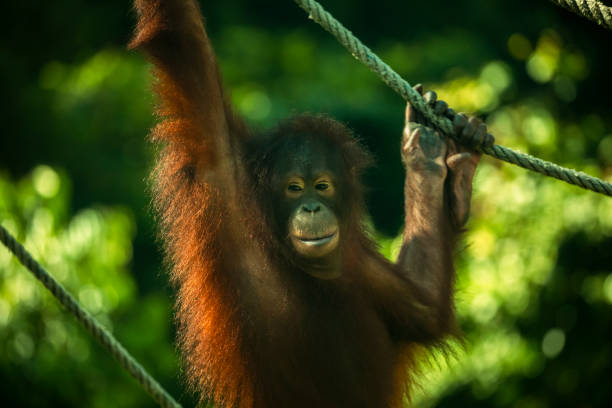 Sanctuary, animals, orangutans, foraging stock photo